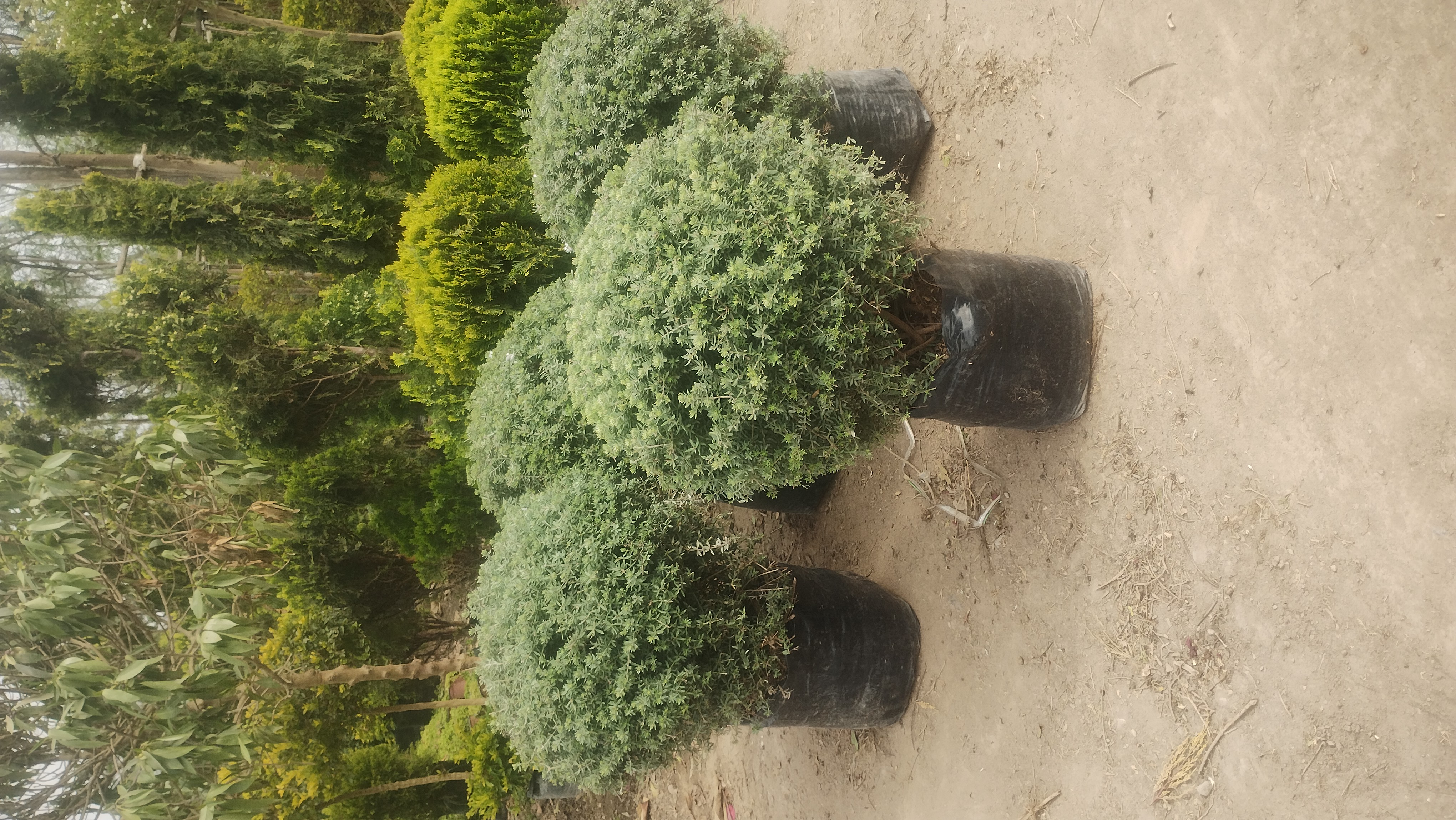 JARDINES
